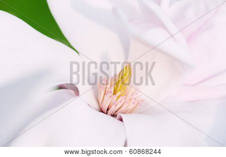 Flower Of A Magnolia Tree