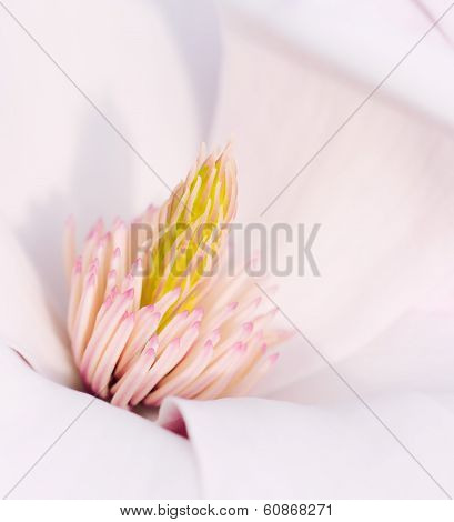 Flower Of A Magnolia Tree