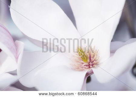 Flower Of A Magnolia Tree