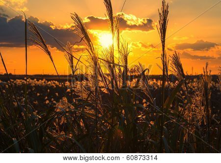 Japanese autumn sunset with silver grass silhouette
