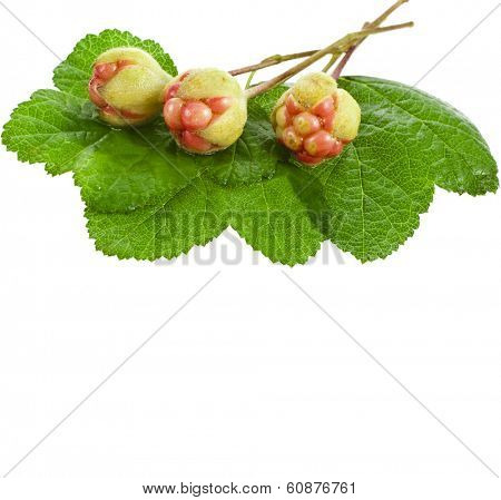 Fresh Cloudberry ( Rubus chamaemorus) close up isolated on white 