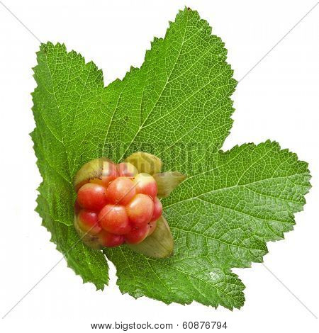 Fresh Cloudberry ( Rubus chamaemorus) close up isolated on white 