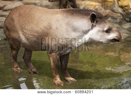 Tapir