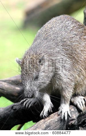 Hutia-conga