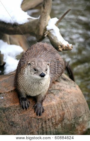 Otter
