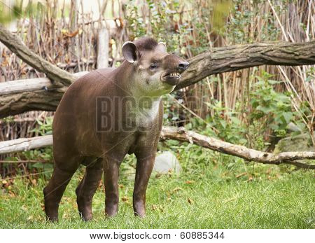 Tapir