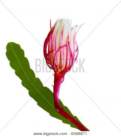 Epiphyllum Bud