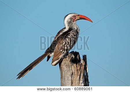 Red-billed hornbill (Tockus erythrorhynchus) perched on a branch, South Africa 