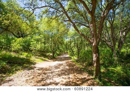 Menorca forest oak trees in Cala en Turqueta Ciutadella at Balearic Islands