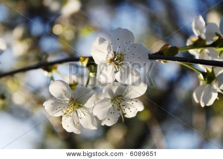 Blühende Kirsch- und Morgensonnenlicht