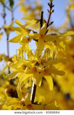 Forsythien Maluch mit schönen gelben Blüten