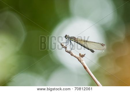 Dragonfly