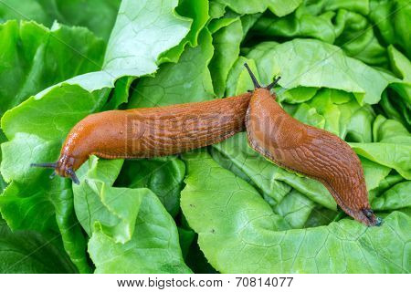 a slug in the garden eating a lettuce leaf. snail invasion in the garden