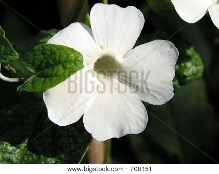 White Thundbergia
