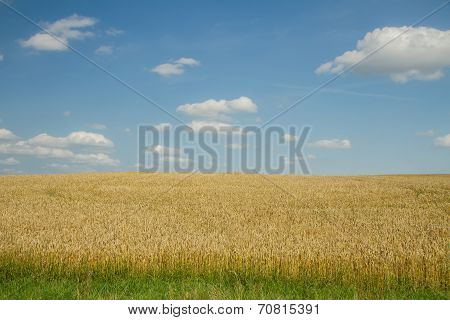 Golden Wheat In Summer