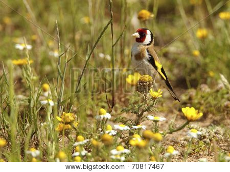 Goldfinch