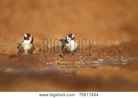 Goldfinch