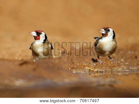 Goldfinch