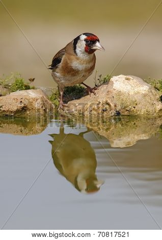 Goldfinch