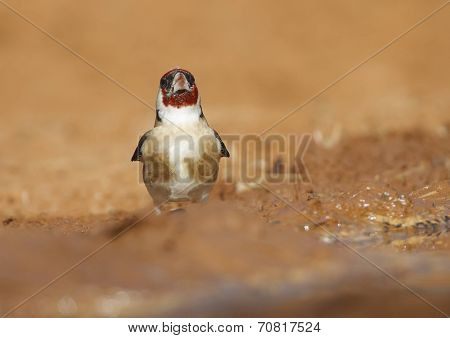 Goldfinch