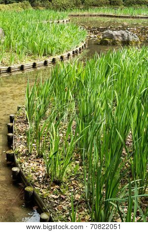 The green grass gardening in the pond of Heian Jingu Shrine in Kyoto.
