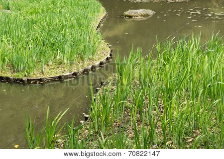 The green grass gardening in the pond of Heian Jingu Shrine in Kyoto.