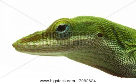 Lagarto Anolis carolinensis