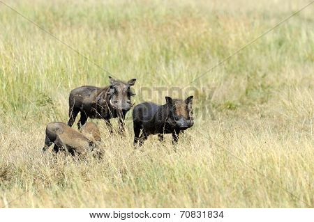 Warthog