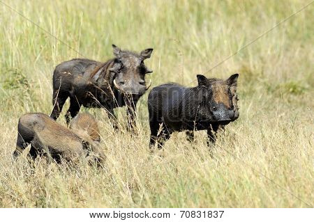 Warthog