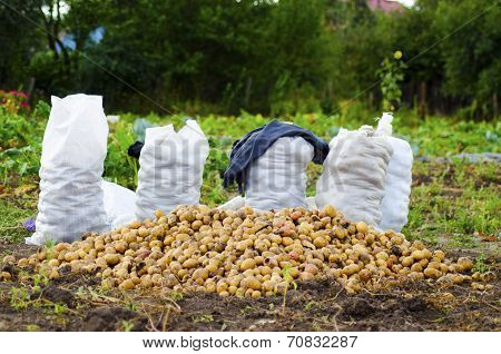 four bags of potatoes