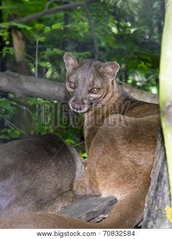 Fossa (cryptoprocta Ferox)