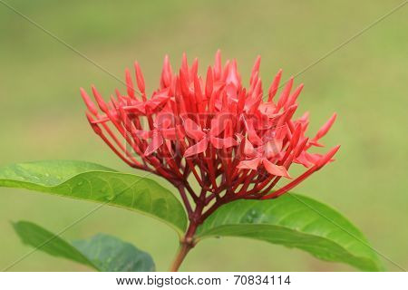 Chinese Ixora flower