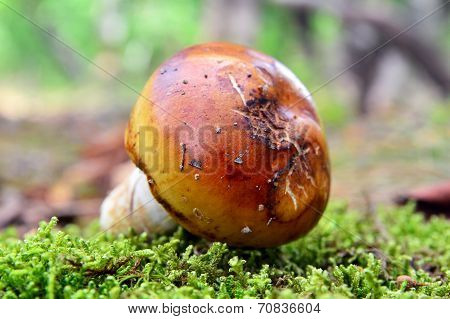 Russula Foetens