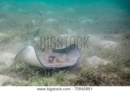 Southern Stingray Swimming