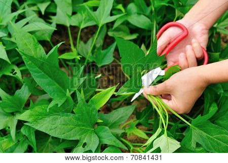 hand with scissors harvesting sweet potato leaves at field