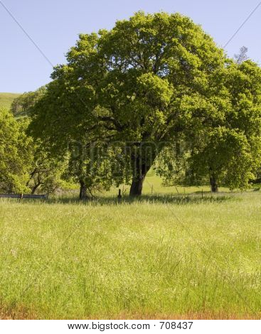 big_tree_in_field