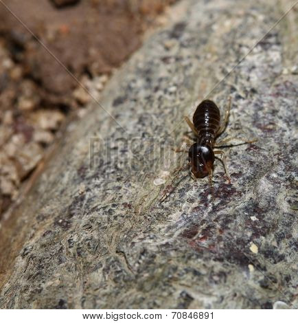 Insect Termite
