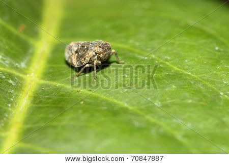 Fly On Leaf