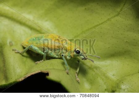 Close Up Green Weevil On Leaf