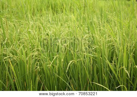 A Background Of Sorghum Crop With Yeild