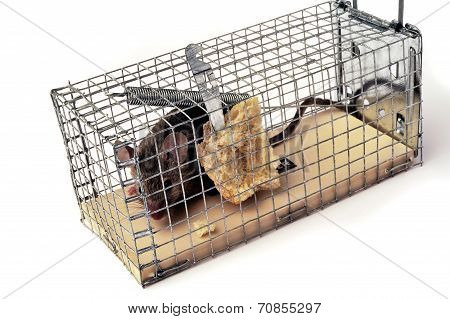 Scoop Or Mouse Trap