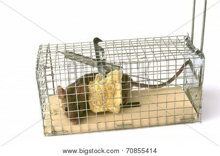 Scoop Or Mouse Trap