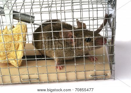 Scoop Or Mouse Trap