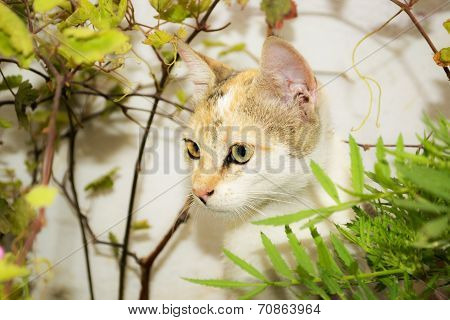 Cat in the garden.