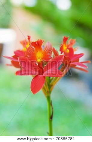 Red Ground Orchid Flower