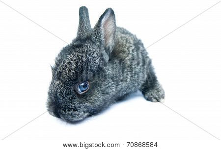 Grey Rabbit On A White Background