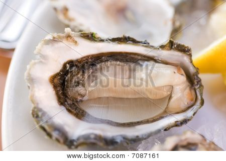 Ostriche fresche