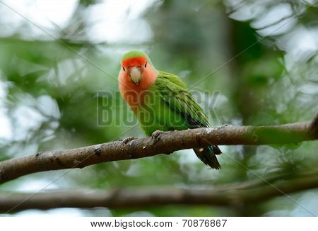 Rosy-faced Lovebird (agapornis Roseicollis)