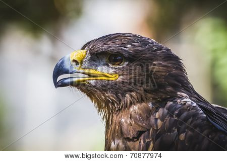 american eagle, diurnal bird of prey with beautiful plumage and yellow beak
