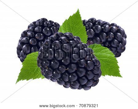 Three black berries And Leaves Isolated On White